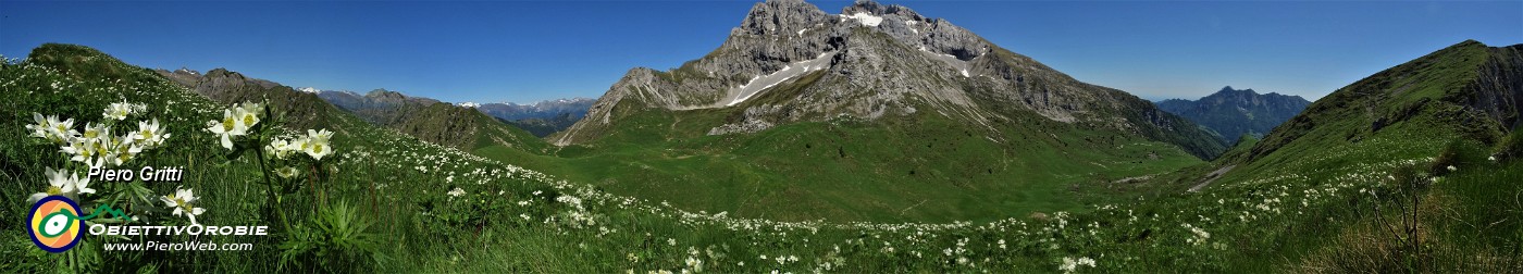 64 Distese di anemoni narcissini.jpg